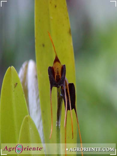 Orqu�deas - Masdevallia bicolor
